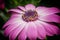 Cape daisy, Osteospermum