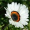 Cape Daisy white petals with black and orange