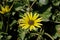 Cape dandelion yellow flower