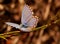 Cape Dotted Blue Butterfly South Africa