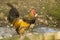 Cape Dutch bantam at Prinknash Bird and Deer Park