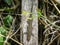 Cape dwarf day gecko on a piece of rotting wood.