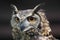 Cape eagle owl