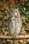 Cape Eagle Owl in Africa