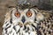 Cape Eagle Owl Bird