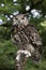 CAPE EAGLE OWL bubo capensis, ADULT PERCHED ON POST