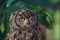 Cape Eagle Owl with Yellow Eyes