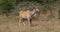 Cape Eland, taurotragus oryx, adult in the savannah, Nairobi Park in Kenya Real Time