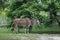 Cape Eland, taurotragus oryx, Male