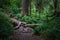 Cape Falcon Trail through the redwood forest on Oregon coast