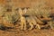 A Cape fox in early morning light, Kalahari desert, South Africa