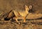 Cape fox, Kalahari desert, South Africa