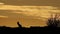 Cape fox silhouetted at sunrise