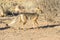Cape fox or silver-backed fox, Vulpes chama, Kgalagadi Transfrontier Park