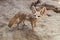 Cape fox (Vulpes chama)