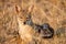 Cape fox (Vulpes chama) resting in front of burrow, Kalahari, South Africa