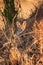 Cape fox (Vulpes chama) resting in front of burrow, Kalahari, South Africa