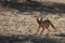 Cape fox Vulpes chama walking on the sand in Kalahari desert.