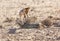 Cape Foxes playing