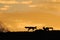 Cape foxes silhouetted at sunrise
