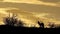 Cape foxes silhouetted at sunrise - Kalahari desert