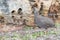 Cape Francolin or Spurfowl walking past rocks