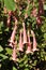 `Cape Fuchsia` flowers - Phygelius Aequalis