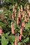 `Cape Fuchsia` flowers - Phygelius Aequalis