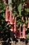 `Cape Fuchsia` flowers - Phygelius Aequalis