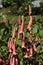 `Cape Fuchsia` flowers - Phygelius Aequalis