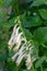 Cape fuchsia Phygelius aequalis Album trumpet-shaped white flowers