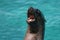 Cape fur seal