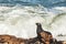 Cape Fur Seal Arctocephalus pusillus on the Rocks 11674