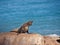 Cape Fur Seal Arctocephalus pusillus on the Rocks 11713