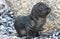 Cape Fur Seal baby