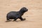 Cape fur seal baby at Cape Cross.