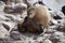 Cape fur seal at Cape Cross, Namibia