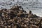 Cape Fur Seal Colony in Namibia