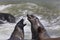 Cape Fur Seal Colony in Namibia