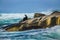 Cape Fur Seal at Duiker Island, South Africa