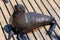 Cape fur seal enjoying sun on wooden jetty in the city Cape Town, South Africa, Victoria and Alfred Waterfront area