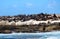 Cape Fur Seal at Hout Bay