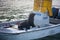 A Cape Fur Seal posing on a boat