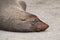 Cape Fur Seal Snoozing
