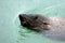 Cape fur seal swims Cape town