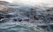 Cape fur seals