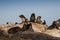 Cape Fur seals basking in the sun on Seal Island