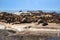 Cape Fur Seals at Duiker Island, South Africa