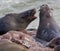 Cape Fur Seals - Namibia