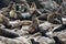 Cape fur seals, Namibia